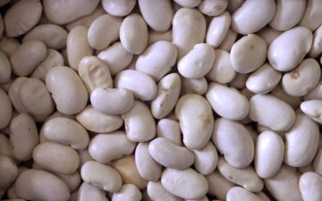 Large White Kidney Bean