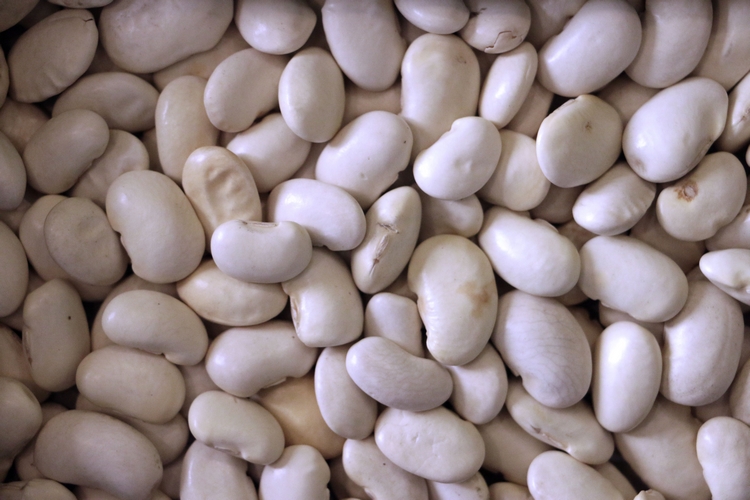 Large White Kidney Bean
